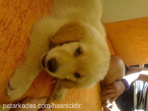 goldi Erkek Golden Retriever