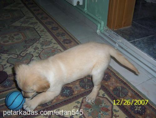 fındık Dişi Golden Retriever