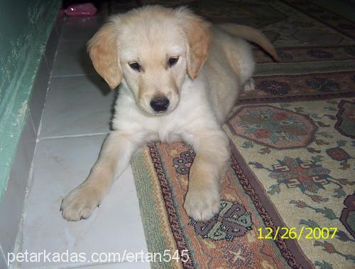 fındık Dişi Golden Retriever