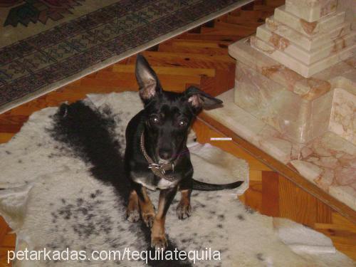 zeytin Dişi Minyatür Pinscher