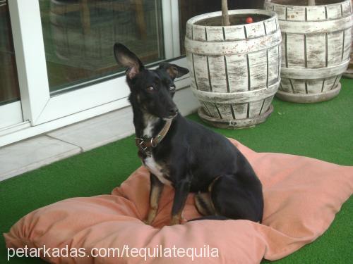 zeytin Dişi Minyatür Pinscher