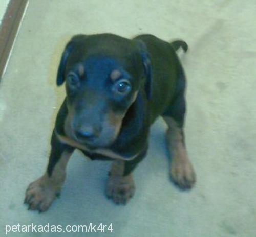 mİr Erkek Doberman Pinscher