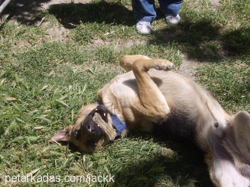 reis Erkek Alman Çoban Köpeği