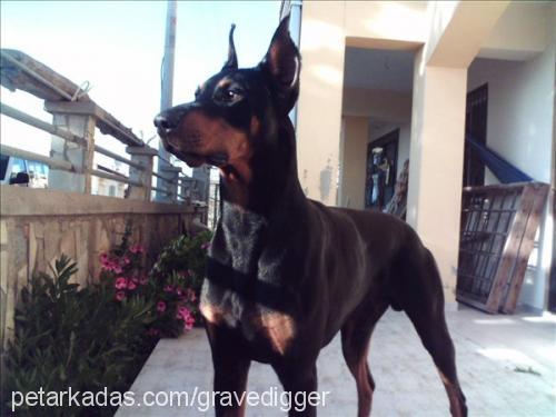 dark Erkek Doberman Pinscher