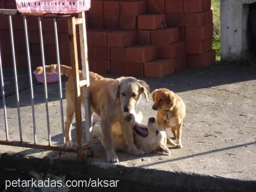 fıstık Dişi Sokö (Sokak Köpeği)