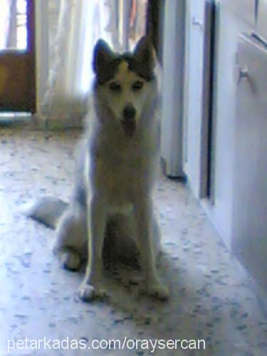 maya Dişi Sibirya Kurdu (Husky)