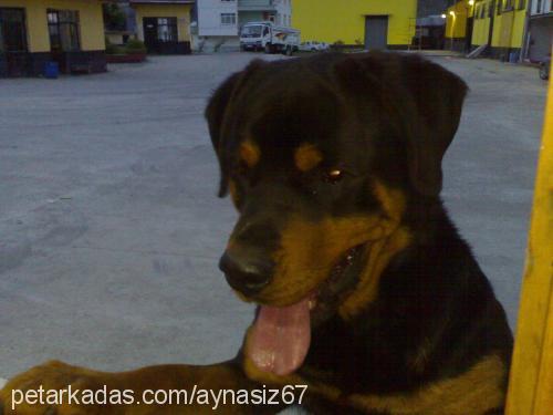 şans Dişi Rottweiler