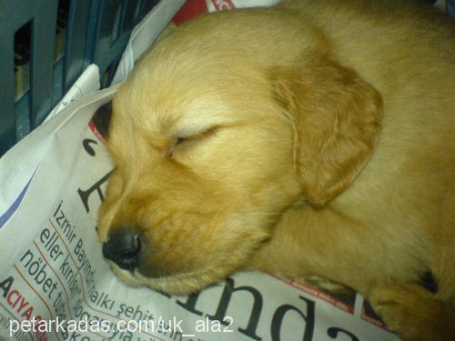 çiko Erkek Golden Retriever