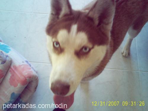 rodin Dişi Sibirya Kurdu (Husky)