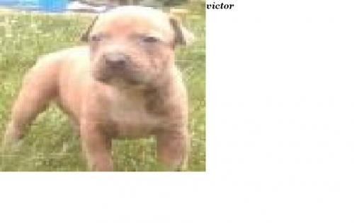 wictor.nercu Erkek Amerikan Staffordshire Terrier