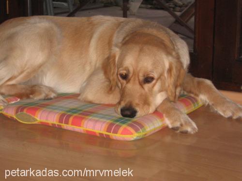 melek Dişi Golden Retriever