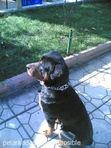 ayzek Erkek Rottweiler