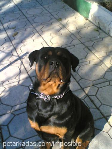 ayzek Erkek Rottweiler