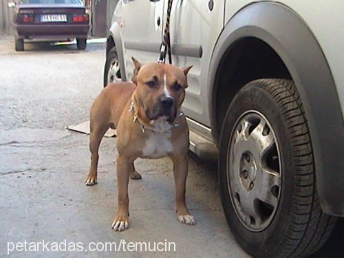 tony Erkek Amerikan Staffordshire Terrier