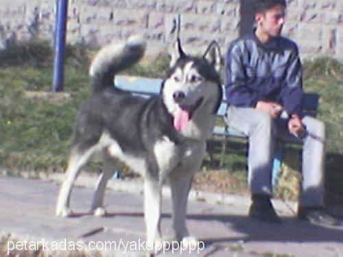 alex Erkek Sibirya Kurdu (Husky)