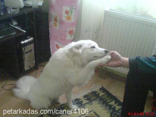 asya Dişi Samoyed