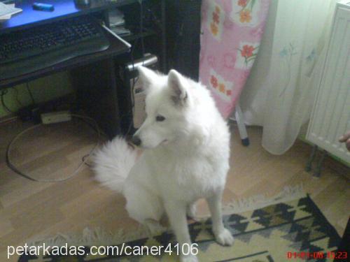 asya Dişi Samoyed