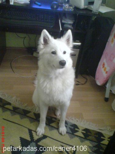 asya Dişi Samoyed