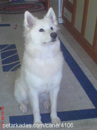 asya Dişi Samoyed