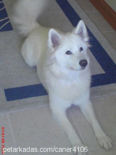 asya Dişi Samoyed