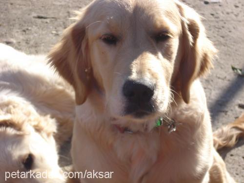 leydi Dişi Golden Retriever