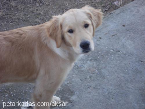 leydi Dişi Golden Retriever