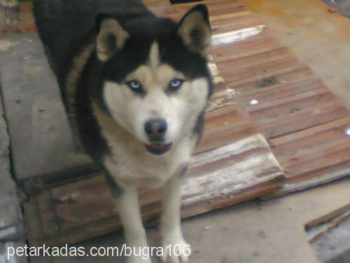 CANGO Erkek Sibirya Kurdu (Husky)