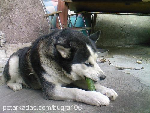 CANGO Erkek Sibirya Kurdu (Husky)