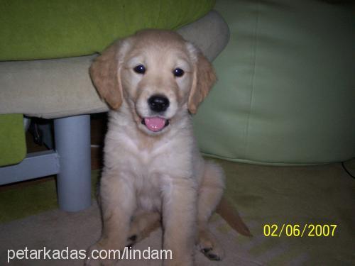 linda Dişi Golden Retriever