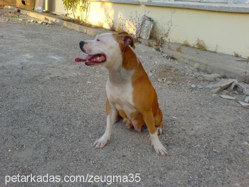 linda Dişi Amerikan Pitbull Terrier