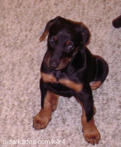 mİr Erkek Doberman Pinscher