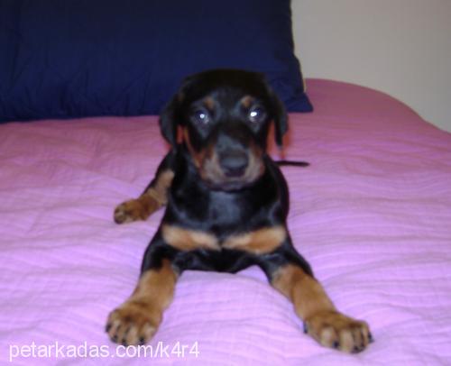 mİr Erkek Doberman Pinscher