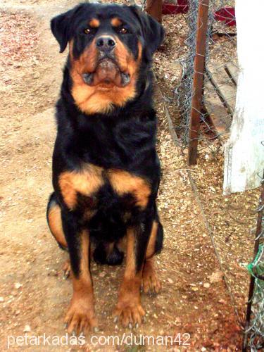 tom Erkek Rottweiler