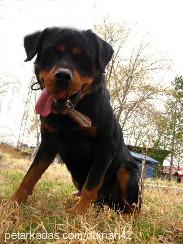 tom Erkek Rottweiler