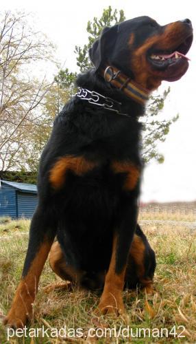 tom Erkek Rottweiler