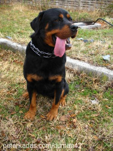 tom Erkek Rottweiler