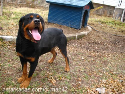 tom Erkek Rottweiler