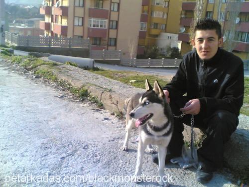 zeyn Dişi Sibirya Kurdu (Husky)