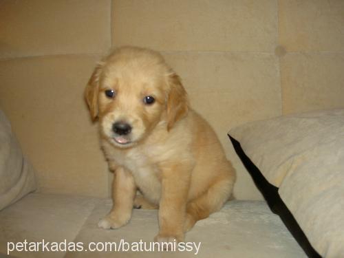 missy Dişi Golden Retriever