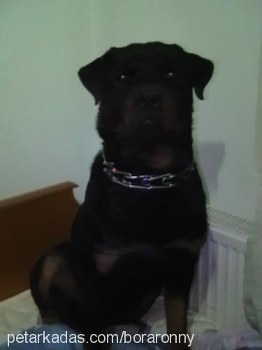 ronny Erkek Rottweiler