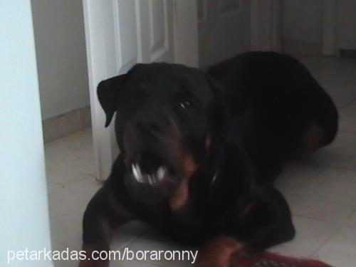 ronny Erkek Rottweiler