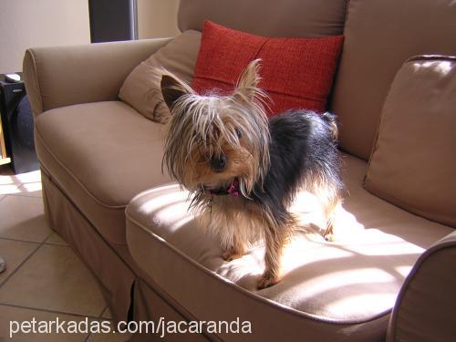 africa Dişi Yorkshire Terrier