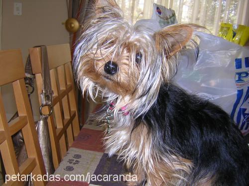 africa Dişi Yorkshire Terrier