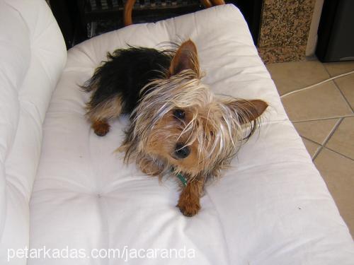 africa Dişi Yorkshire Terrier