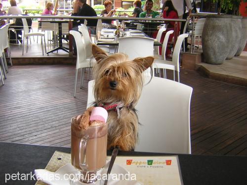 africa Dişi Yorkshire Terrier