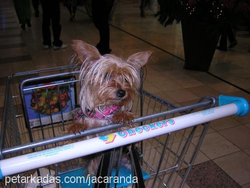 africa Dişi Yorkshire Terrier