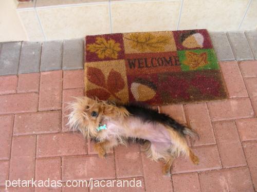 africa Dişi Yorkshire Terrier