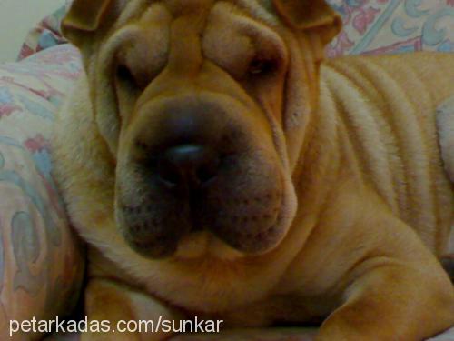 nierashanviko Dişi Çin Shar-Pei