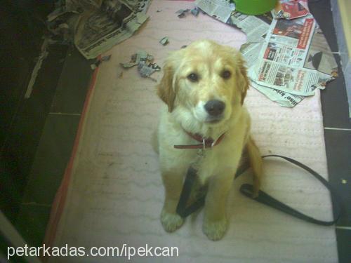 Şeker Dişi Golden Retriever