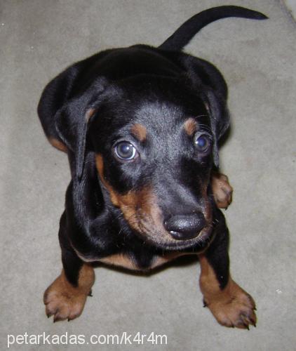 mİr Erkek Doberman Pinscher